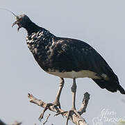 Horned Screamer