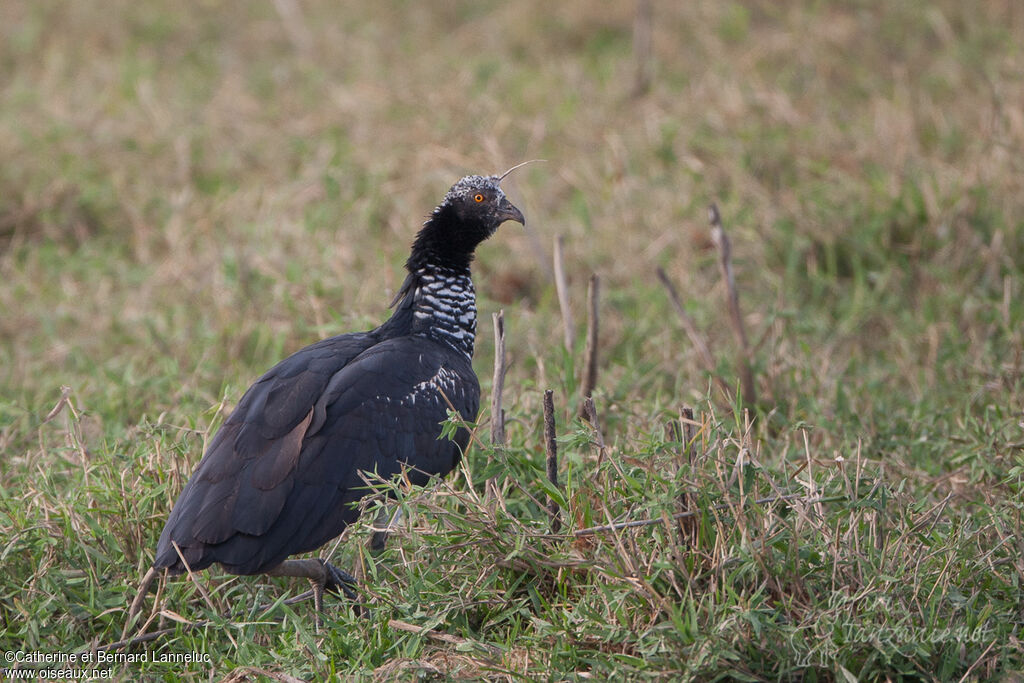 Horned Screameradult, identification