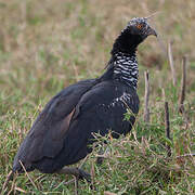 Horned Screamer