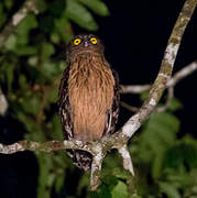 Buffy Fish Owl