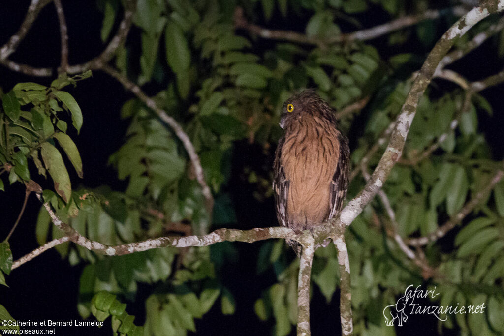 Buffy Fish Owl