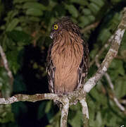 Buffy Fish Owl