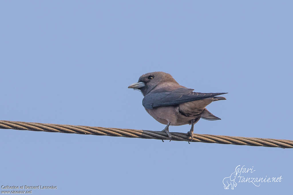 Ashy Woodswallowadult, identification