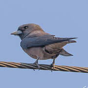 Ashy Woodswallow