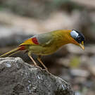 Léiothrix à joues argent
