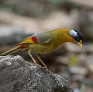 Silver-eared Mesia