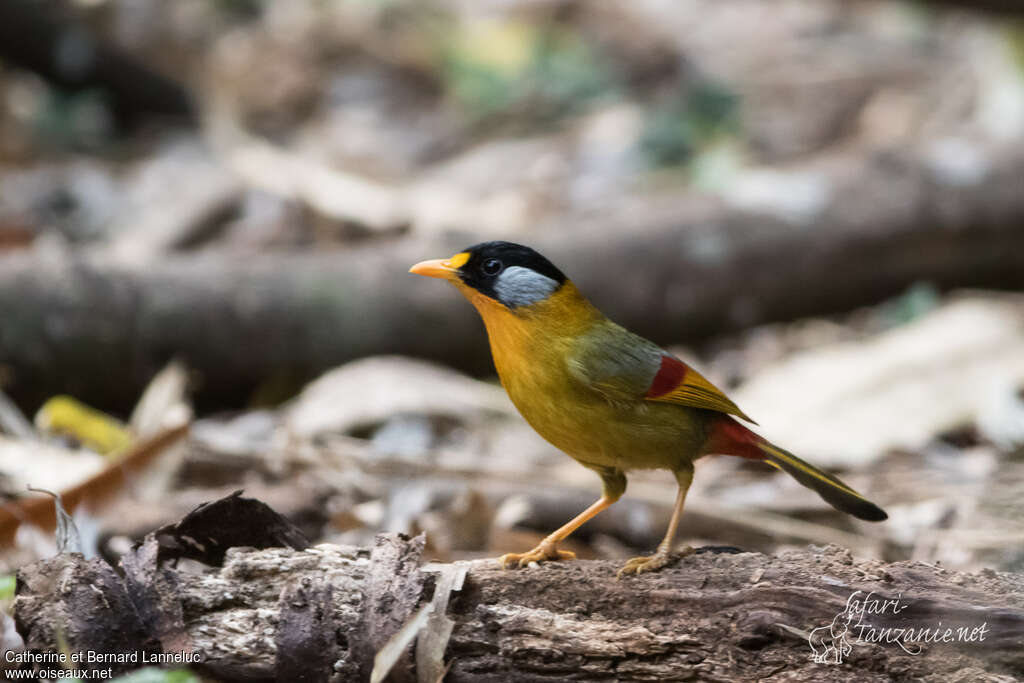 Silver-eared Mesiaadult, identification