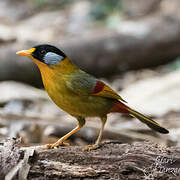 Silver-eared Mesia