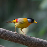 Silver-eared Mesia