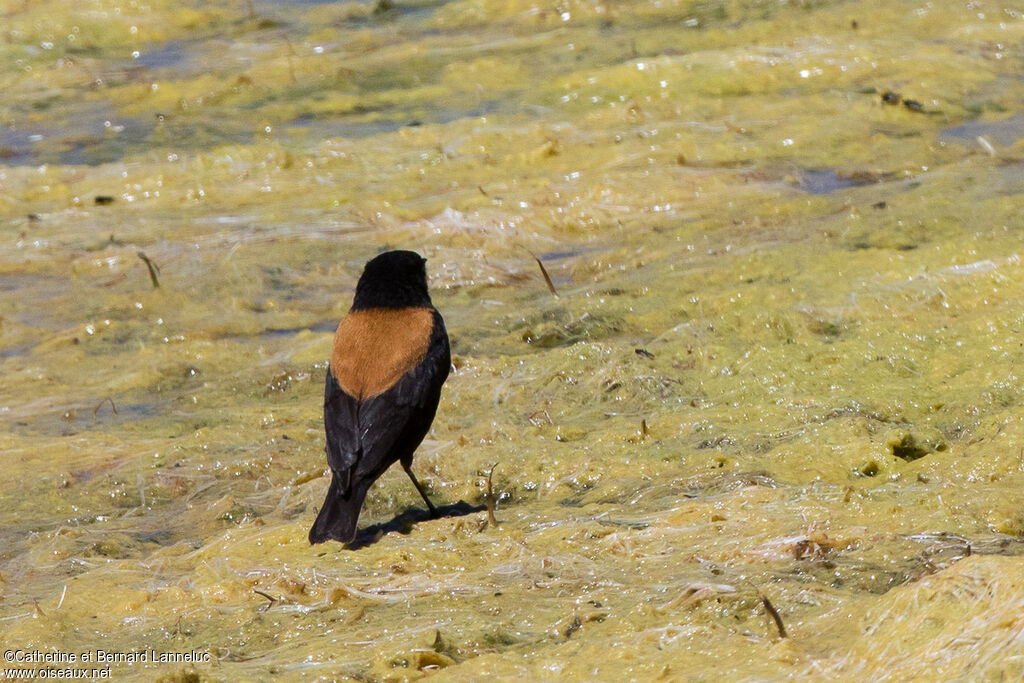 Andean Negrito male