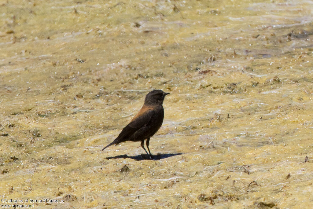 Andean Negrito female, identification