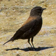 Andean Negrito