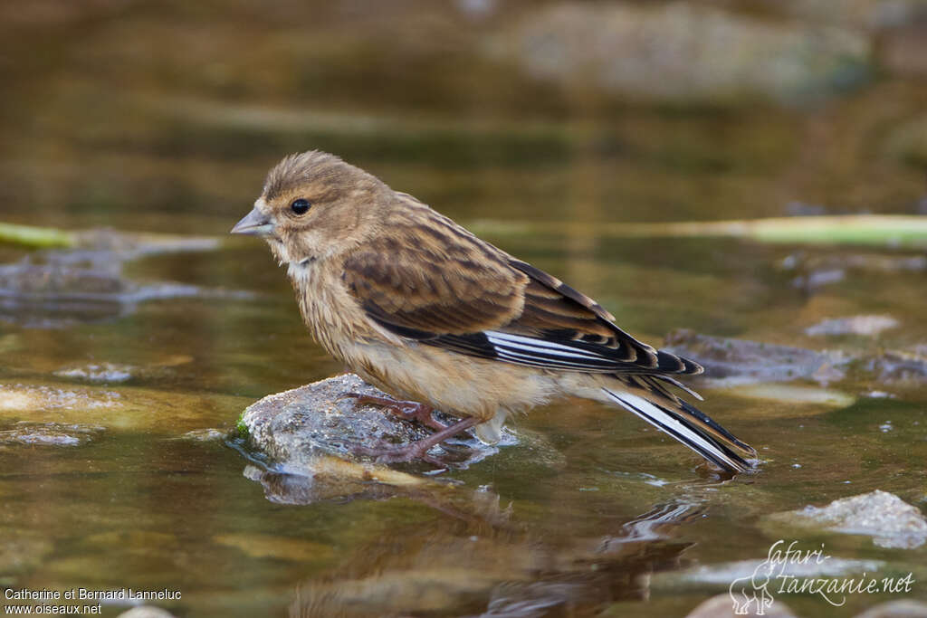 Common Linnet female juvenile, identification