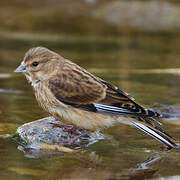 Common Linnet