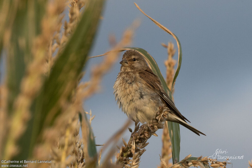 Linotte mélodieuse femelle adulte