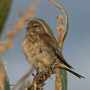 Common Linnet