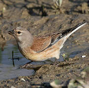 Common Linnet