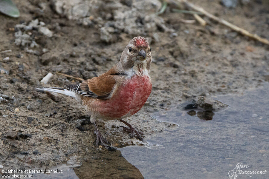 Linotte mélodieuse mâle adulte nuptial