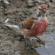 Common Linnet