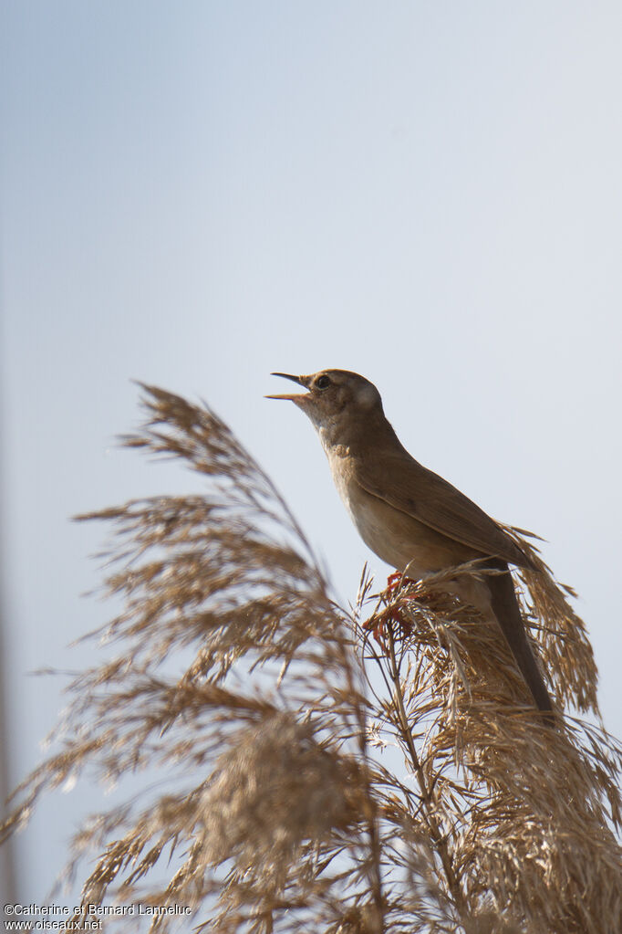 Savi's Warbler, song