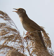 Savi's Warbler