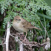 Common Grasshopper Warbler