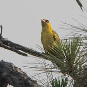 Slender-billed Oriole