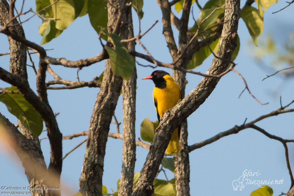 Black-hooded Oriole male adult, identification