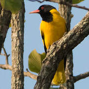 Black-hooded Oriole