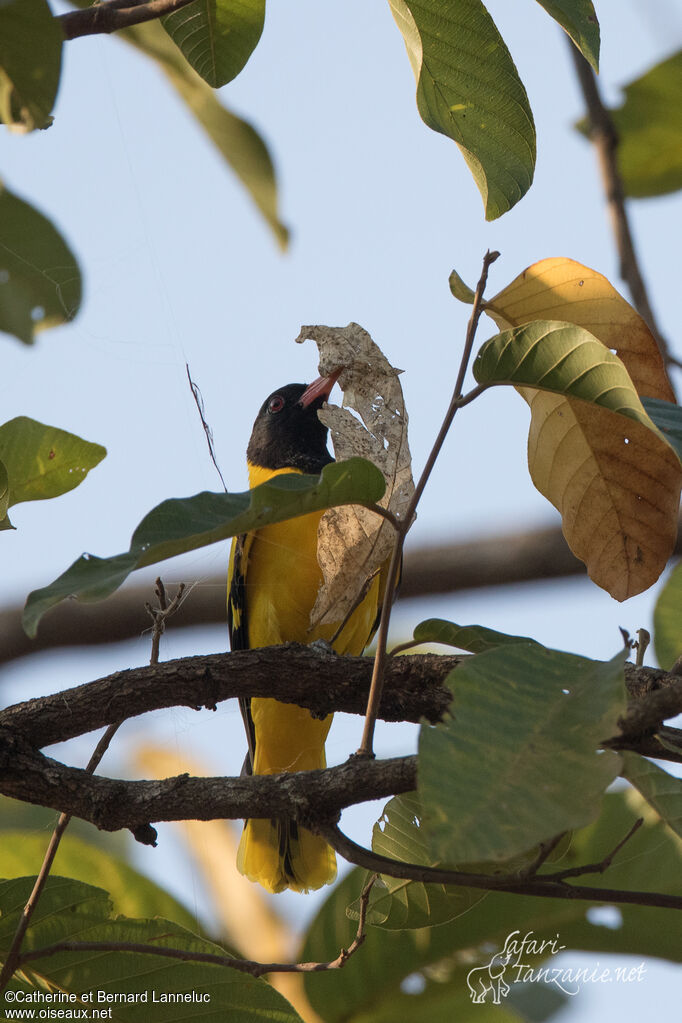 Black-hooded Orioleadult, Reproduction-nesting