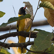 Black-hooded Oriole