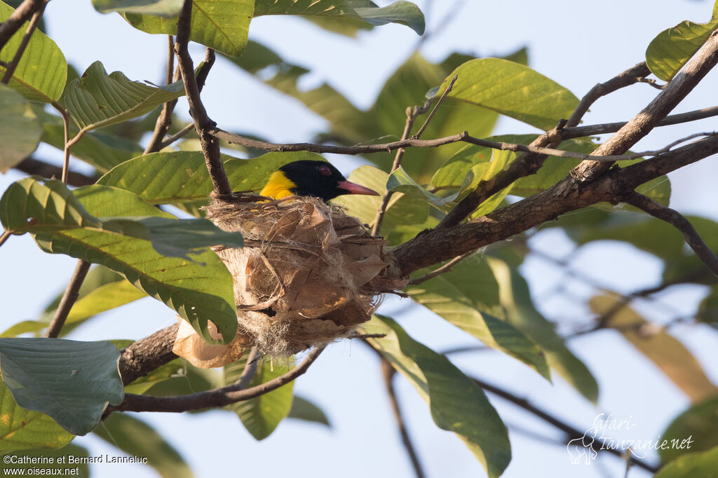 Black-hooded Orioleadult, Reproduction-nesting