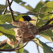 Black-hooded Oriole