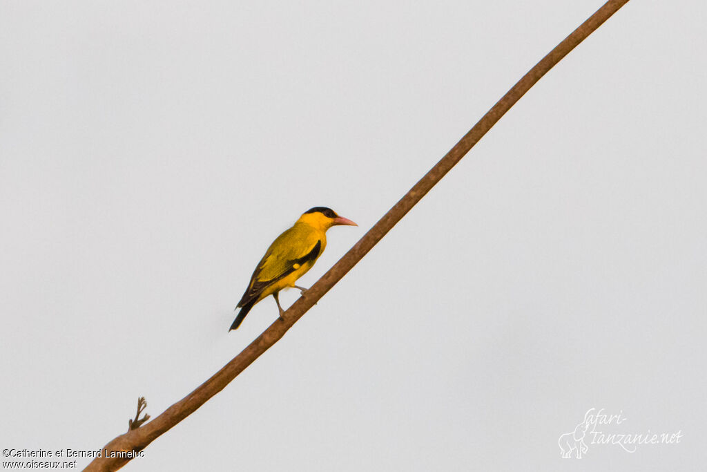 Black-naped Oriole female adult, identification