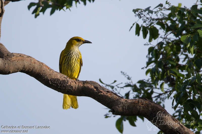 African Golden Oriole female adult