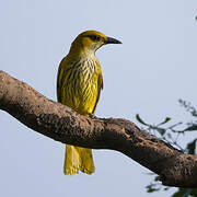 African Golden Oriole