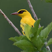 African Golden Oriole