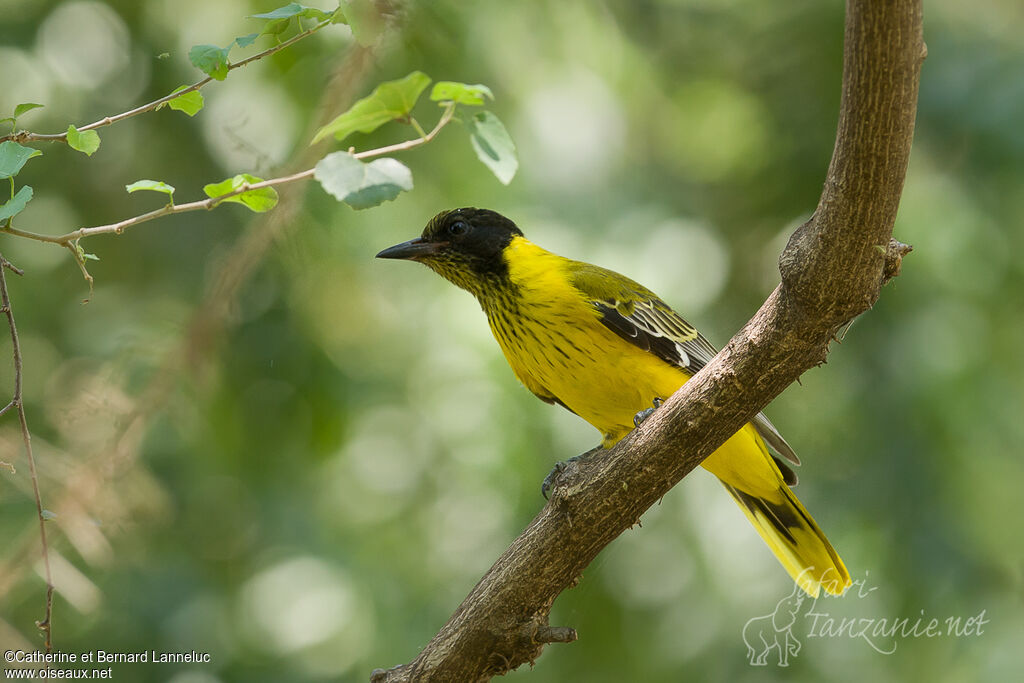 Black-headed Orioleimmature, Behaviour