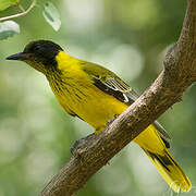 Black-headed Oriole