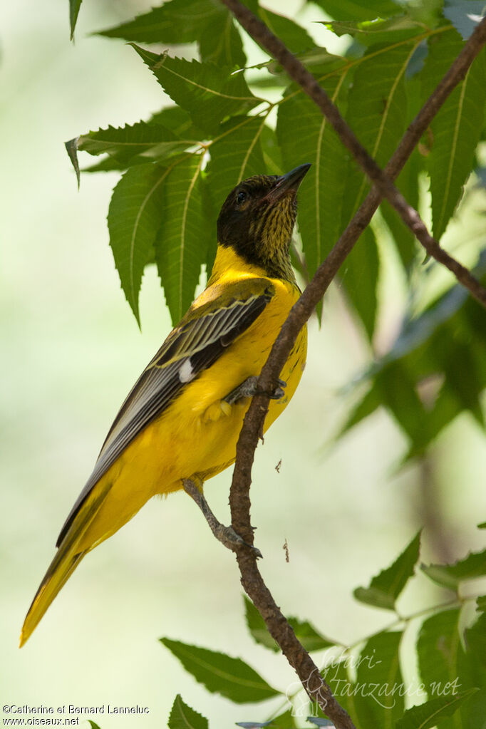 Black-headed Orioleimmature, identification