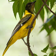 Black-headed Oriole