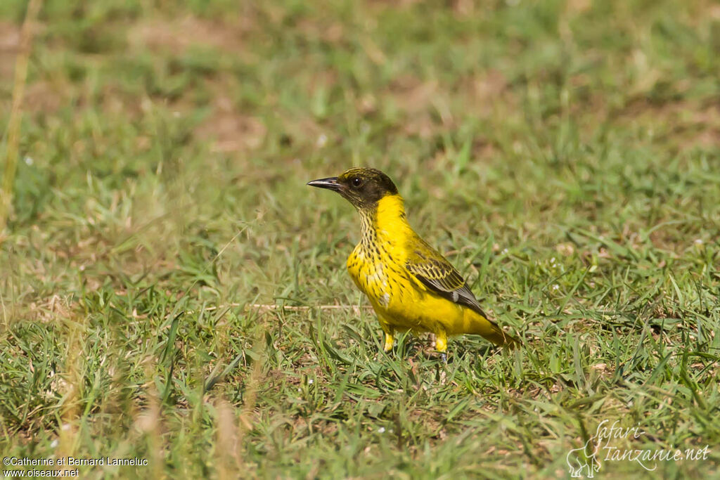 Black-headed Orioleimmature, Behaviour