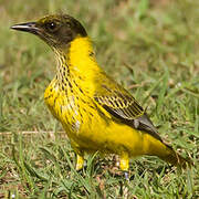 Black-headed Oriole