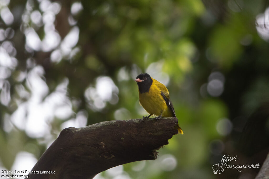 Ethiopian Orioleadult, Behaviour