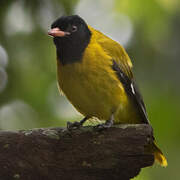 Ethiopian Oriole