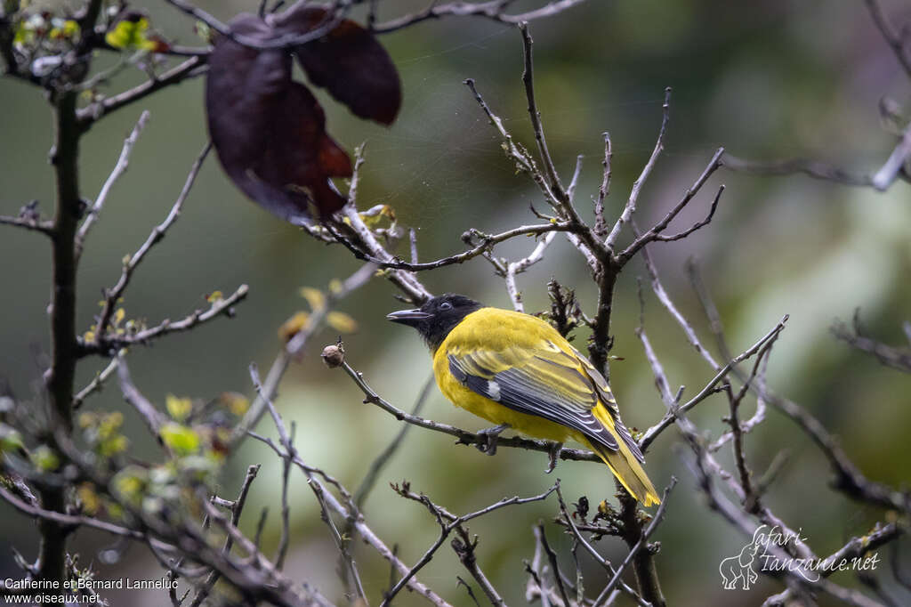 Ethiopian Orioleimmature