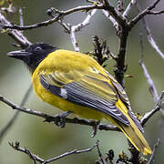 Ethiopian Oriole