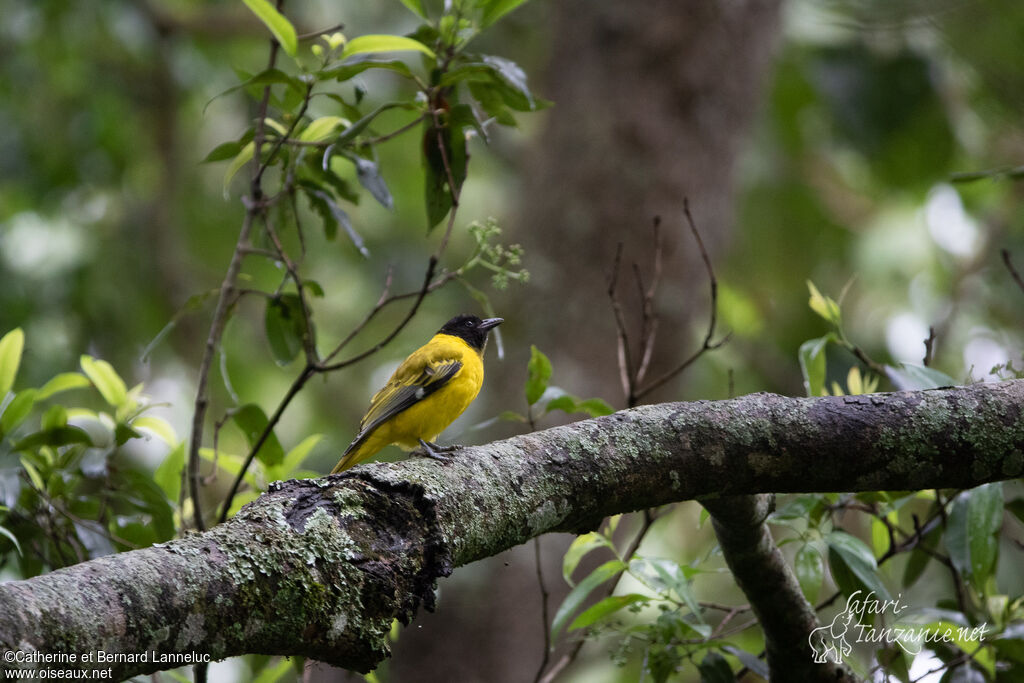 Loriot moineimmature, habitat