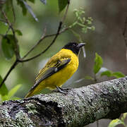 Ethiopian Oriole