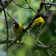 Ethiopian Oriole